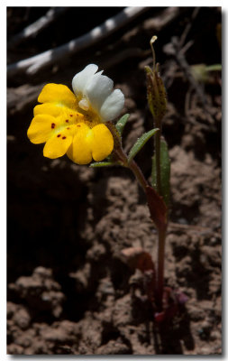 Yellow and white monkeyflower