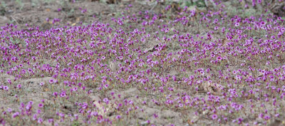 Fremont's monkeyflower