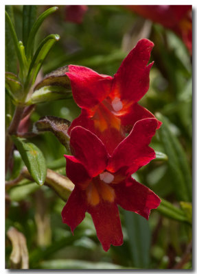 Sticky monkeyflower