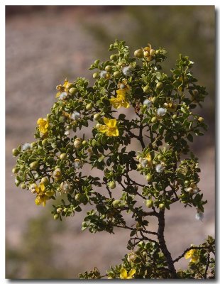 Creosote bush