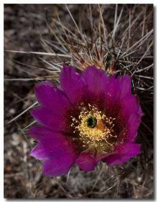 Calico cactus