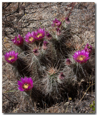 Cactus