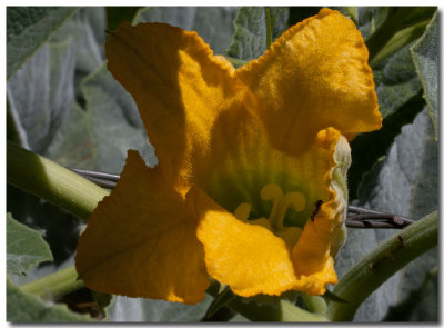 Calabazilla
