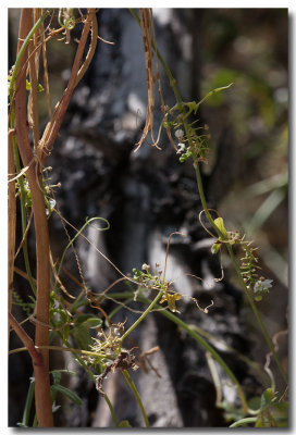 Desert starvine