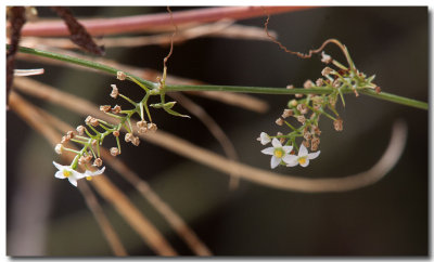 Desert starvine
