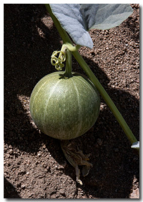 Calabazilla