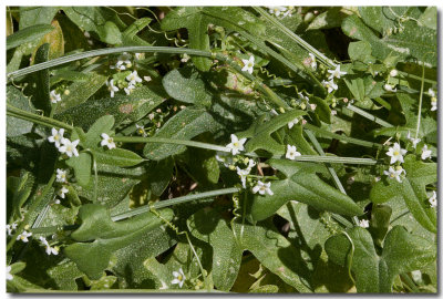 Desert starvine