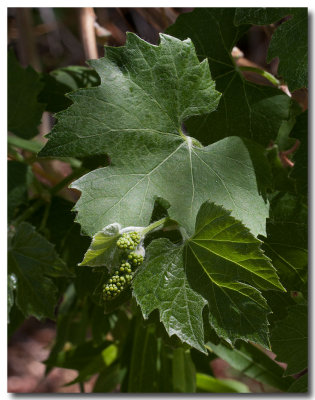 Desert wild grape