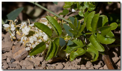 Flowering ash