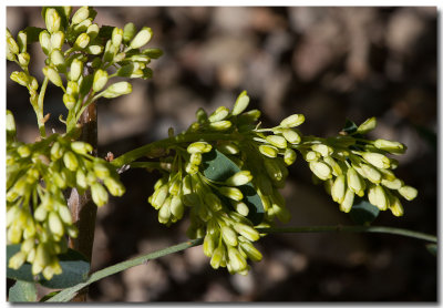 Flowering ash