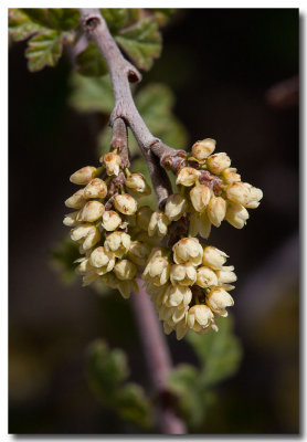 Fragrant sumac