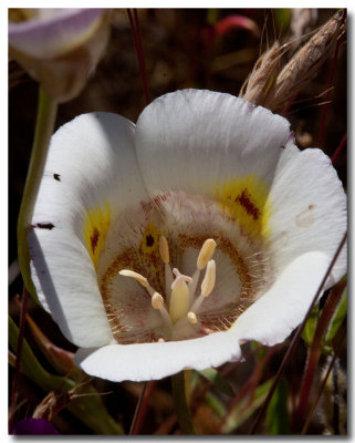 Yellow mariposa lily