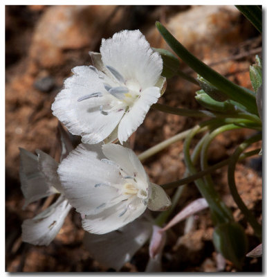 Sierra mariposa lily