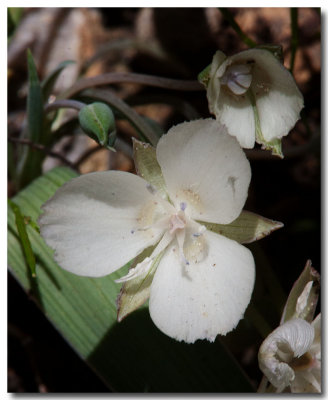 Sierra mariposa lily