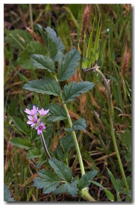 Whitestem filaree