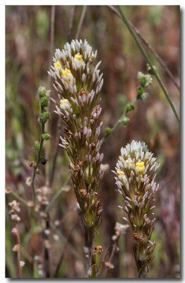 Valley tassels