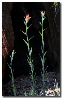 Lesser Indian paintbrush