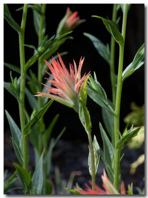 Lesser Indian paintbrush