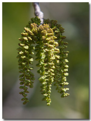 Southern california walnut