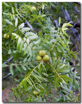 Southern california walnut