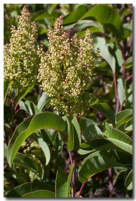 Laurel sumac