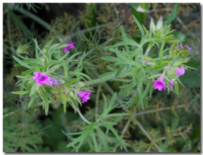 Cutleaf geranium