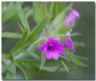 Cutleaf geranium