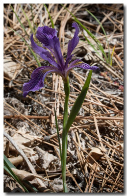 Toughleaf iris