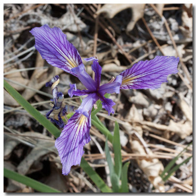 Toughleaf iris