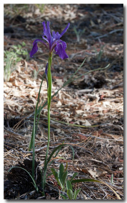 Toughleaf iris