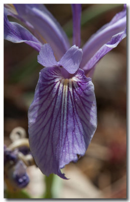 Toughleaf iris