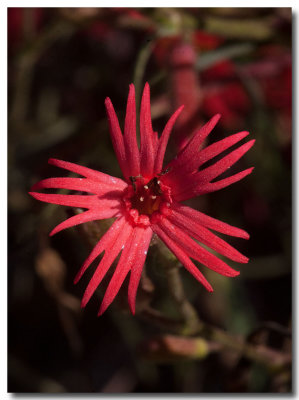 Cardinal catchfly