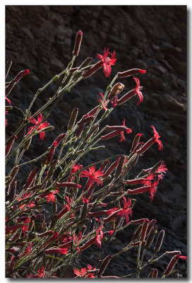 Cardinal catchfly