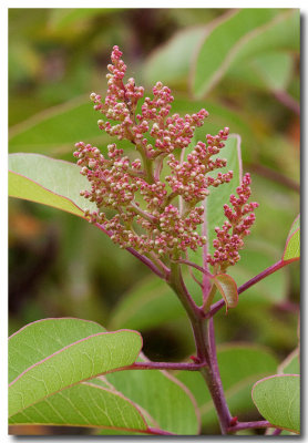 Laurel sumac