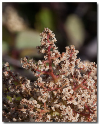Laurel sumac