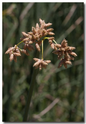 Hardstem bulrush