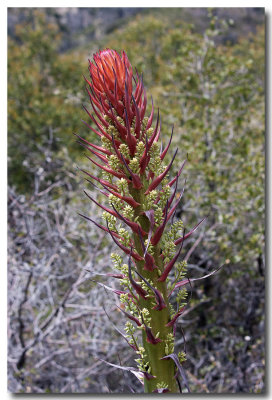 Chaparral yucca