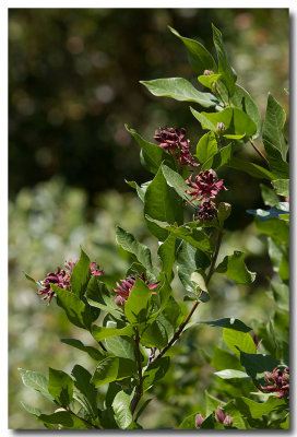 Spicebush