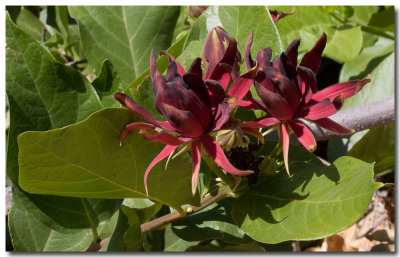 Spicebush