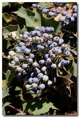 Oregon grape