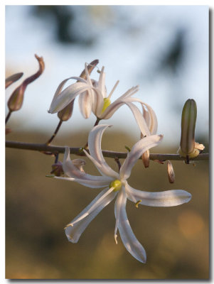 Soap plant