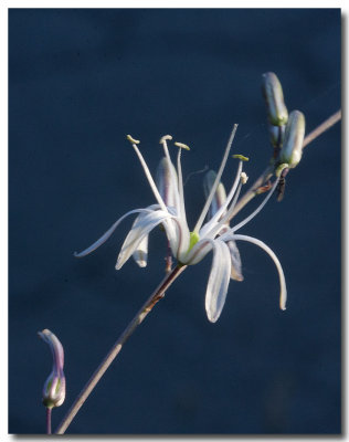 Soap plant
