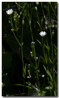Chickweed