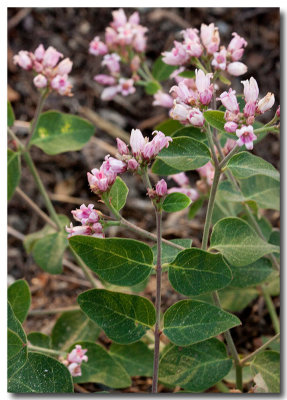 Bitter dogbane