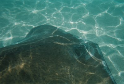 Stingray Swim