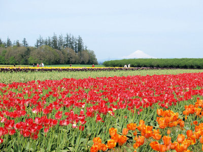 Tulips and Mt Hood