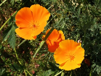 California Poppies