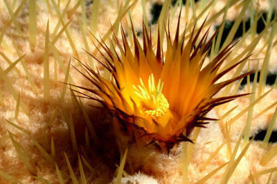 Cactus Flower