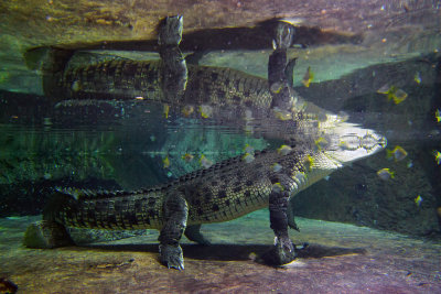 5 Meter Crock in Dubai Aquarium