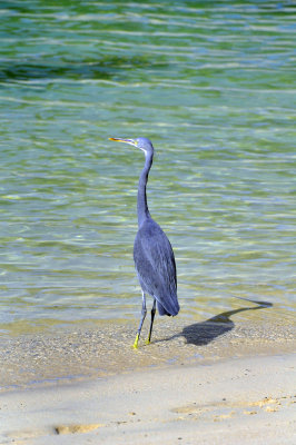 Blue Egret on Shangri La Beach